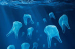 Plastique : conséquences de la pollution sur la biodiversité - My Boo Company
